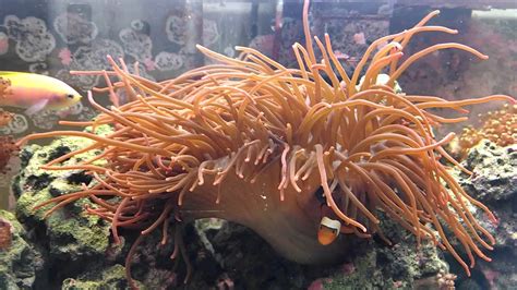 Anemone Care And Feeding Youtube