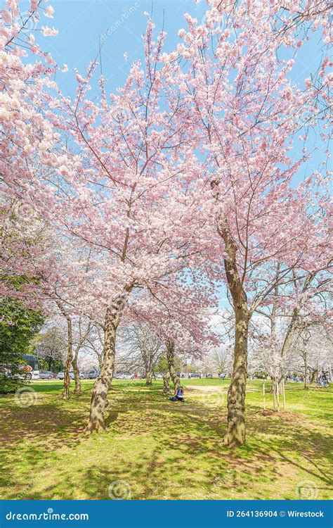 Flowering Sakura Trees In The Park Stock Photo Image Of Environment