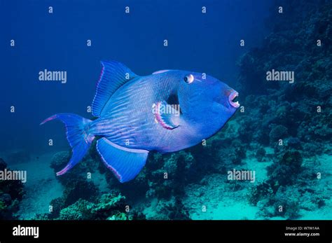 Blue Triggerfish Pseudobalistes Fuscus Egypt Red Sea Stock Photo Alamy