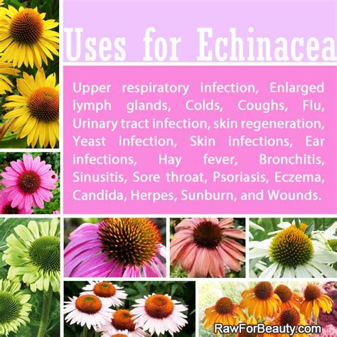 Natural Cures Not Medicine 20 Health Benefits Of Echinacea
