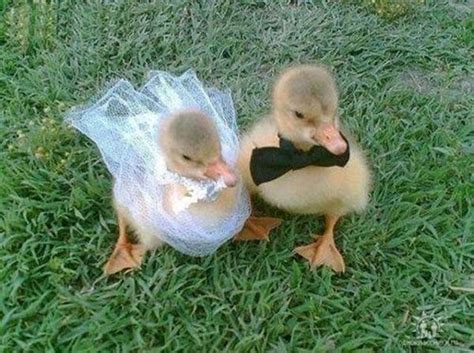 60 Cute Baby Duck Pictures To Make You Say A Baby