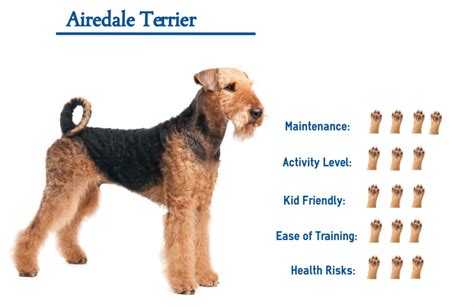 Airedale Terrier Your Guide To Best Care