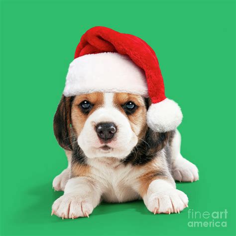 Beagle Dog Puppy Wearing Christmas Santa Hat Photograph By John