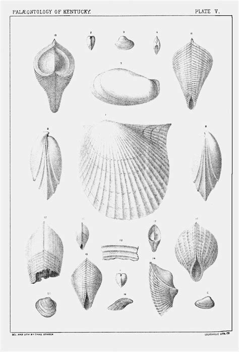 Lithographic Plates From Kentucky Fossil Shells Kentucky Geological