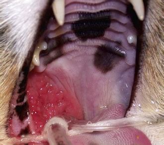 Squamous cell carcinoma is a skin cancer. Oropharynx | Veterian Key