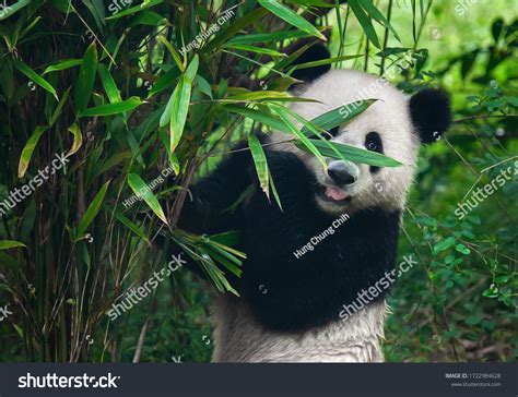 Cute Giant Panda Bear Posing Bamboo Stock Photo 1722984628 Shutterstock