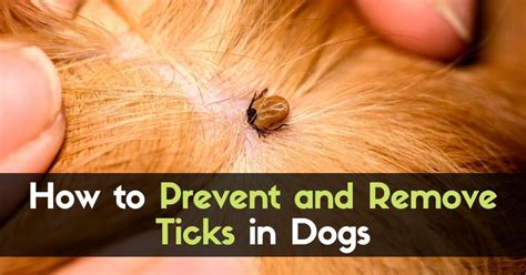 How To Prevent And Remove Ticks In Dogs Enjoy The Pets