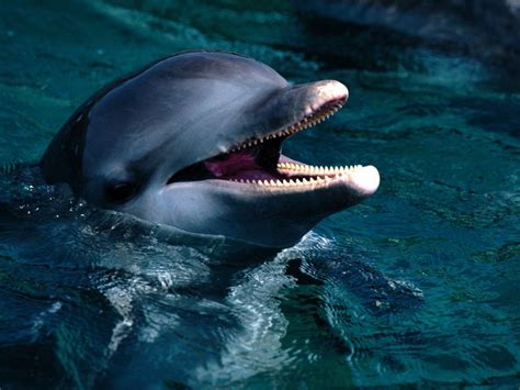 Dolphin Smile Underwater Animals Dolphins Sea Dolphin