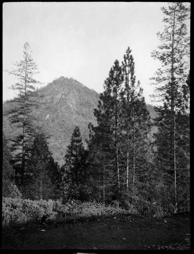 Large Pine Trees In View Of A Mountain — Calisphere