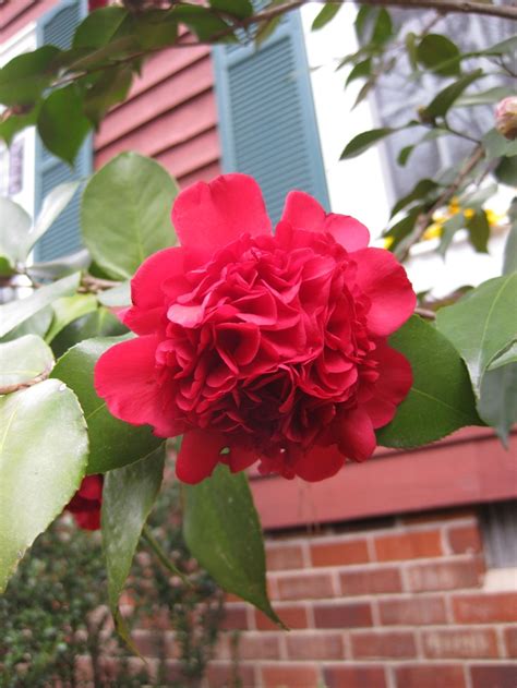 Double Camellia Perennial Garden Front Yard Perennials