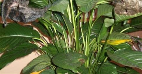 Peace lilies prefer bright indirect light. Spathiphyllum Leaf Problems - Peace Lilies With Brown And ...