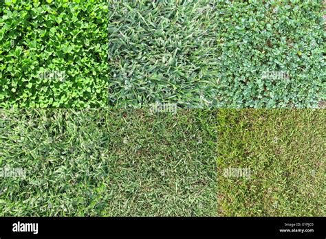Various Grass Types Stock Photo Alamy