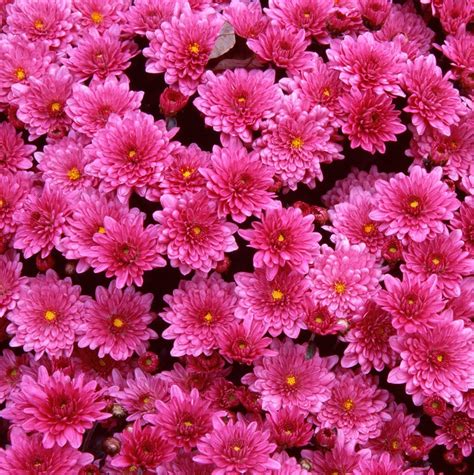Best hd wallpapers of flowers, desktop backgrounds for pc & mac, laptop, tablet, mobile phone. Download Wallpapers free: Beautiful flowers wallpaper