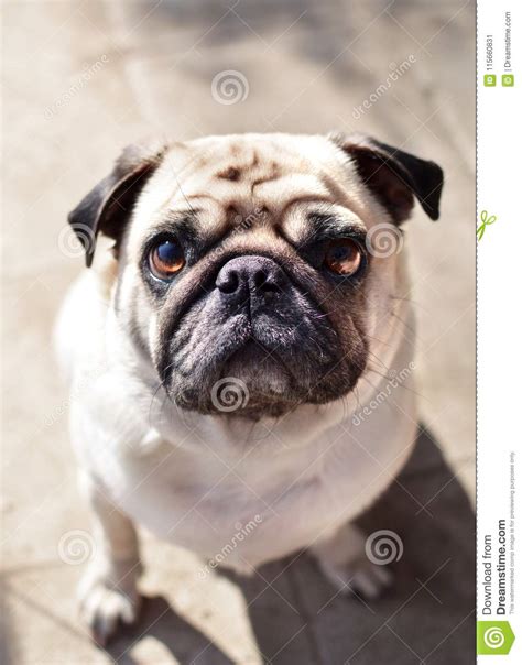 Pug Dog Puppy Animal Face Stock Image Image Of Pure 115660831