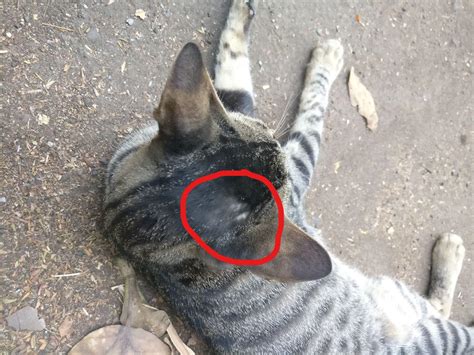 Cat Losing Fur On Head Michaelakruwharrington