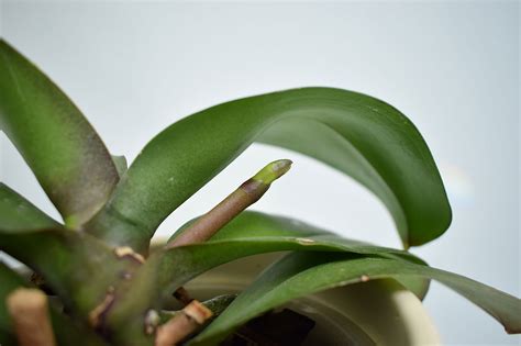 How To Rebloom And Care For Orchids Caradise