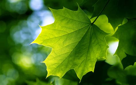 🔥 Free Download Green Leaf Wallpapers Hd Wallpapers 2560x1600 For