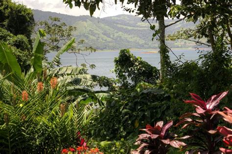 Tropical And Scenic Costa Rica Stock Photo Image Of Vegetation