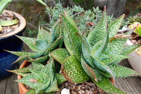 They vary in size from barely 1. An Aloe blooming
