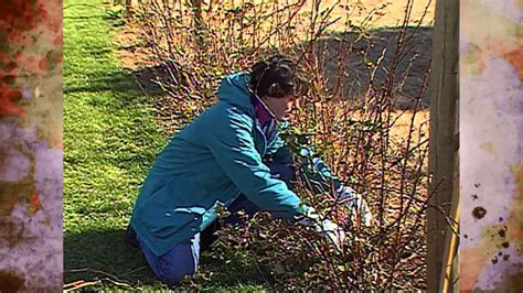 Pruning Brambles Youtube