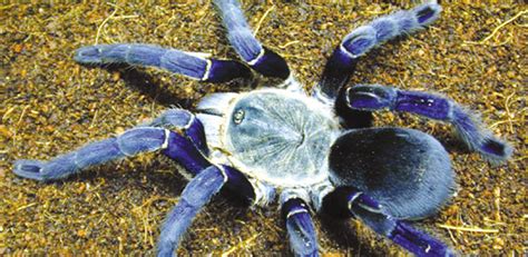 Chilean Farm Find Many Takers For Tarantula Pets Gulf Times
