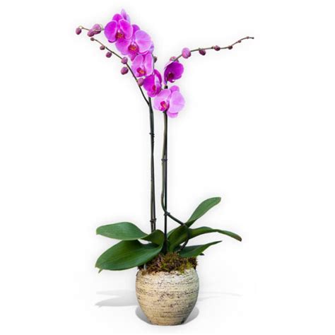 Double Stemmed Pink Orchid Beautiful And Affordable Orchids By Post