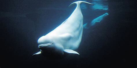 Why We Must Protect Beluga Whales Earthjustice