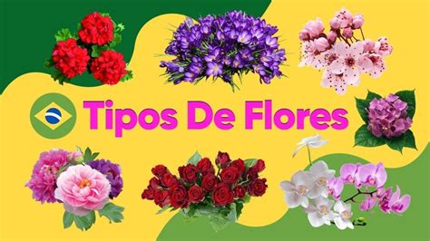 50 Tipos De Flores Y Su Significado Clases Nombres Y Fotos Fast