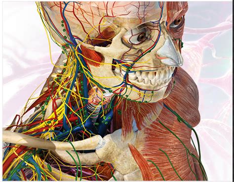 Great Websites To Teach Anatomy Of Human Body In 3d Human Anatomy And