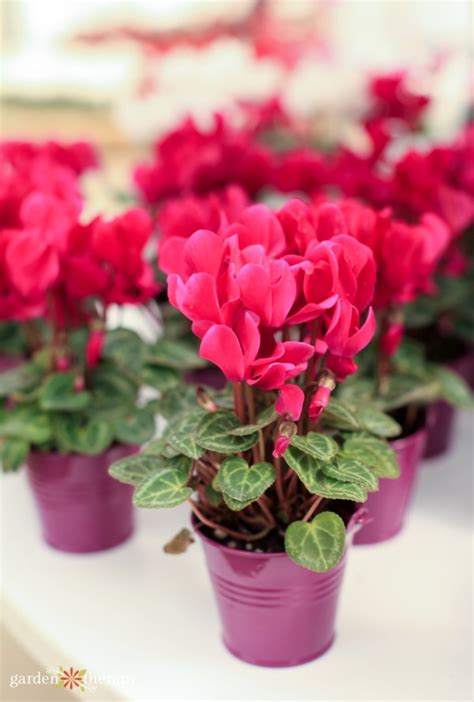 The highest quality plants delivered. The Most Beautiful Flowering Houseplants - Garden Therapy