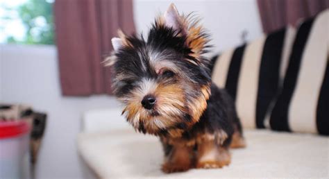 The Yorkshire Terrier Dog Breed A Complete Guide To The Yorkie