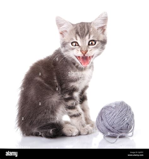 Cute Tabby Kitten Meowing Stock Photo Alamy