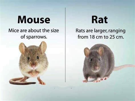Since both of them fall under the category of rodents, most of you believe that they however, there are several points of difference between the two types of rodents. 13 Differences That Will Enhance Your Knowledge