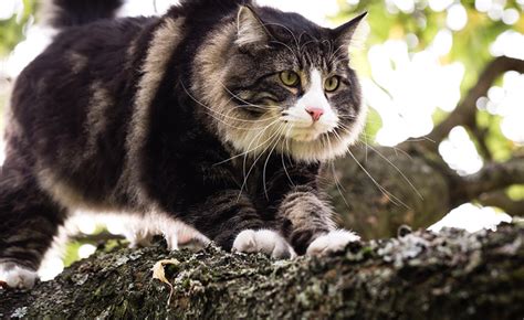 Norwegian Forest Cat Insurance Facts And Advice Tesco Bank