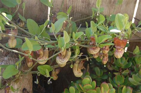 This species of plant has received considerable attention in the past few decades for the discovery of a potent compound called aristolochic acid, which has been the focus of debate due its … Aristolochia californica | California Pipevine | 5_Seeds ...