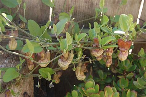 No air can get inside and water goes pipe flow. Aristolochia californica | California Pipevine | 5_Seeds ...