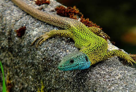 Free Picture Nature Lizard Animal Zoology Chameleon Reptile Animal