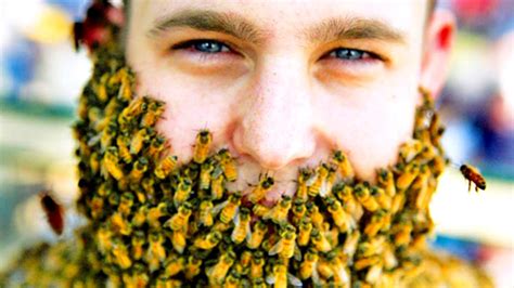 Bee Beards Need To Stop Internet Sourcefed Youtube