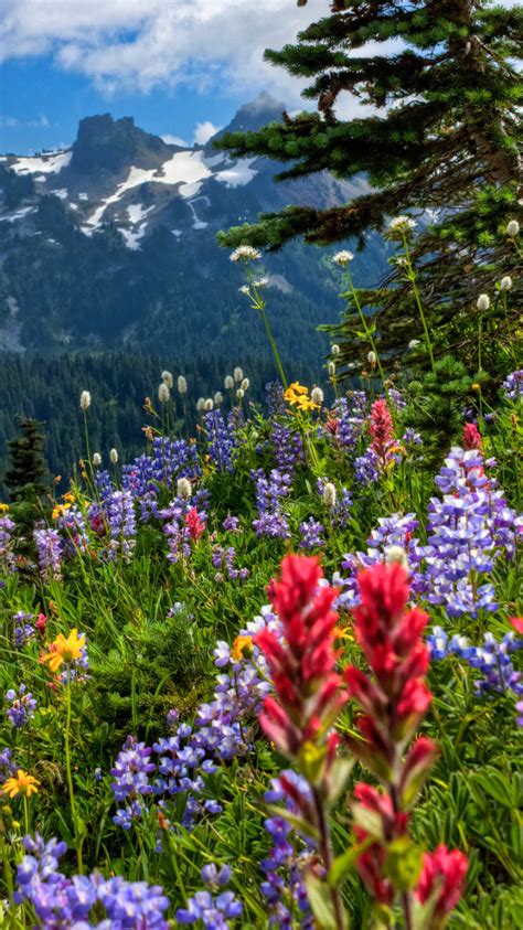 Free Download Rainier National Park Mountains Meadow Flowers Wallpaper