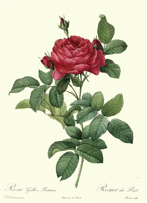 Rosa Gallica Antique Rose Botanical Illustration By Pierre Joseph