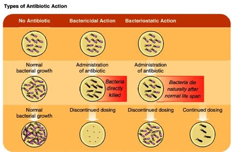 Basic Bacteriology Antibiotics