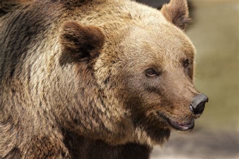 Grizzly Bear Stock Image Image Of Ears Nose Head Portrait 20344649