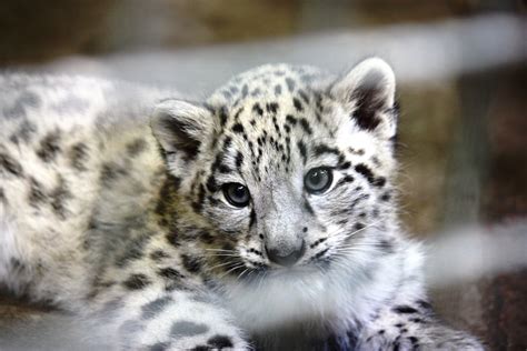 Endangered Baby Snow Leopards Take First Steps In Public After Born At