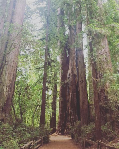 The Beautiful Santa Cruz Redwoods