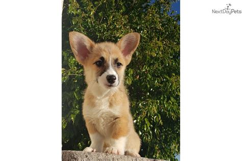 If you are interested in being considered for a puppy, please fill out and submit the questionnaire. Corgi puppy for sale near San Diego, California. | 8806f27e-a131