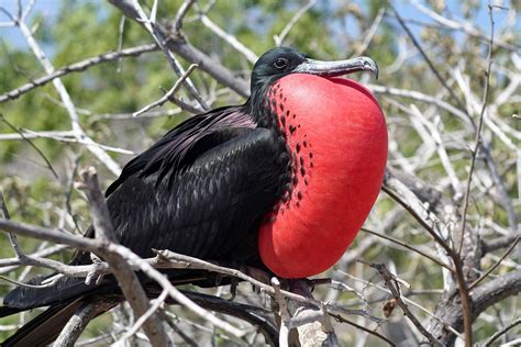 11 Weirdest Birds Around The World