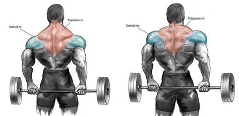 Mastering Barbell Shrugs Guide Form Flaws Set Up And Execution