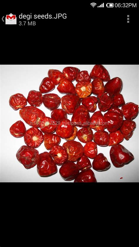 Indian New High Quality Hot Chilli Seeds Buy Indian New High Quality