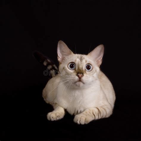 We take great pride in our breeding programs and the development of their personality! Isolated White Bengal Cat Royalty Free Stock Photos ...