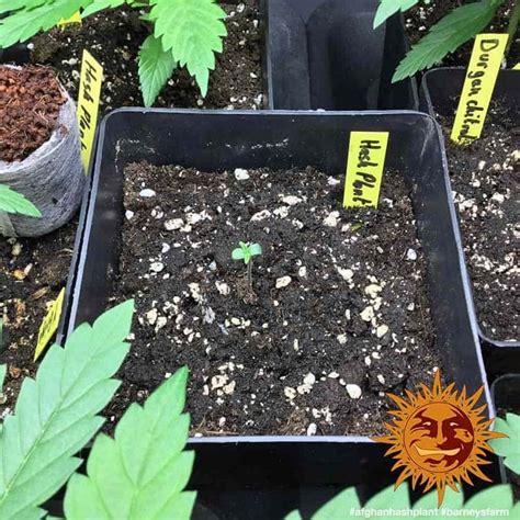 Afghan Hash Plant Regular Barneys Farm Cannabis Frø